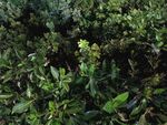 茂密綠植景觀