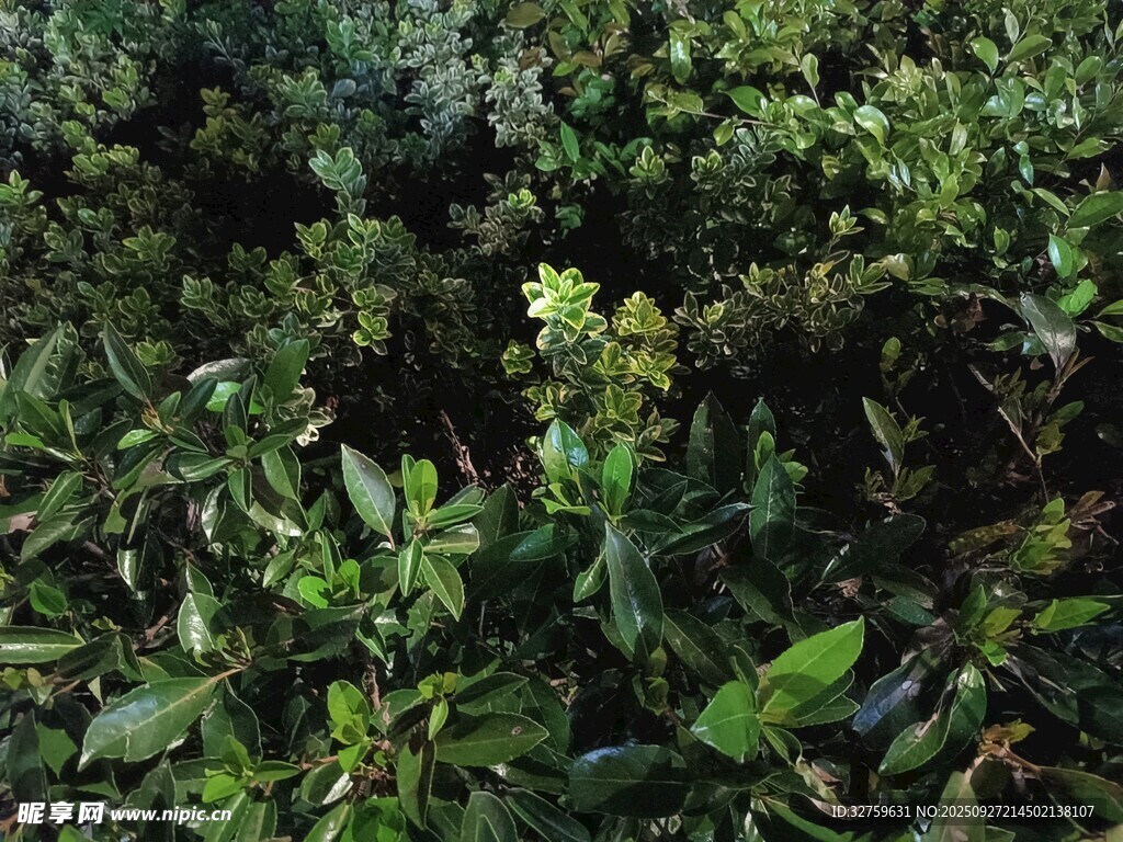 茂密綠植景觀