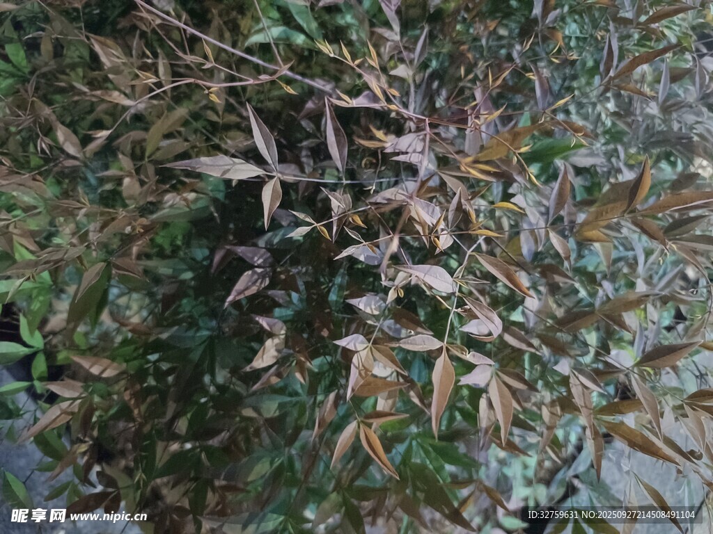 水邊生長(zhǎng)的斑駁葉片植物