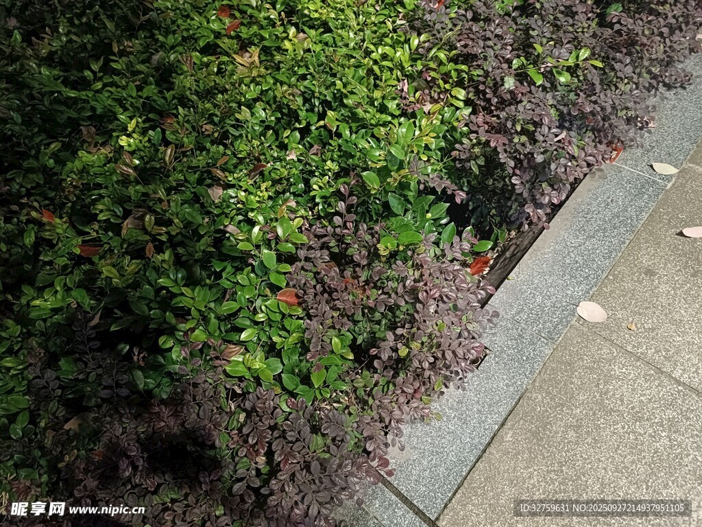 路邊綠植與灰色步道