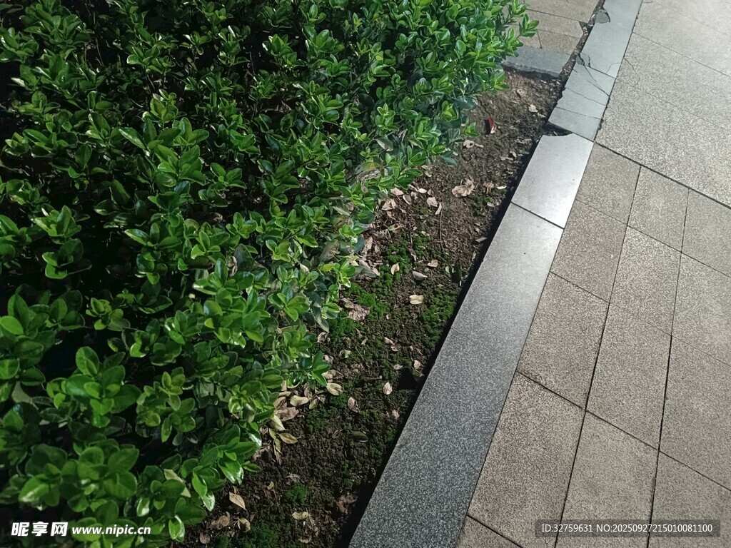 路邊整齊的綠色灌木叢