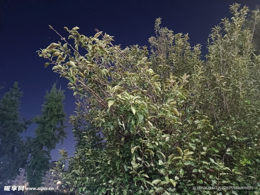 夜幕下的蔥郁綠植