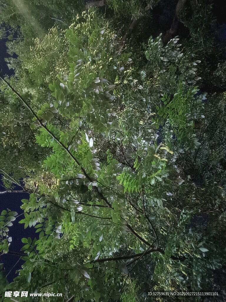高空俯瞰繁茂綠植景觀