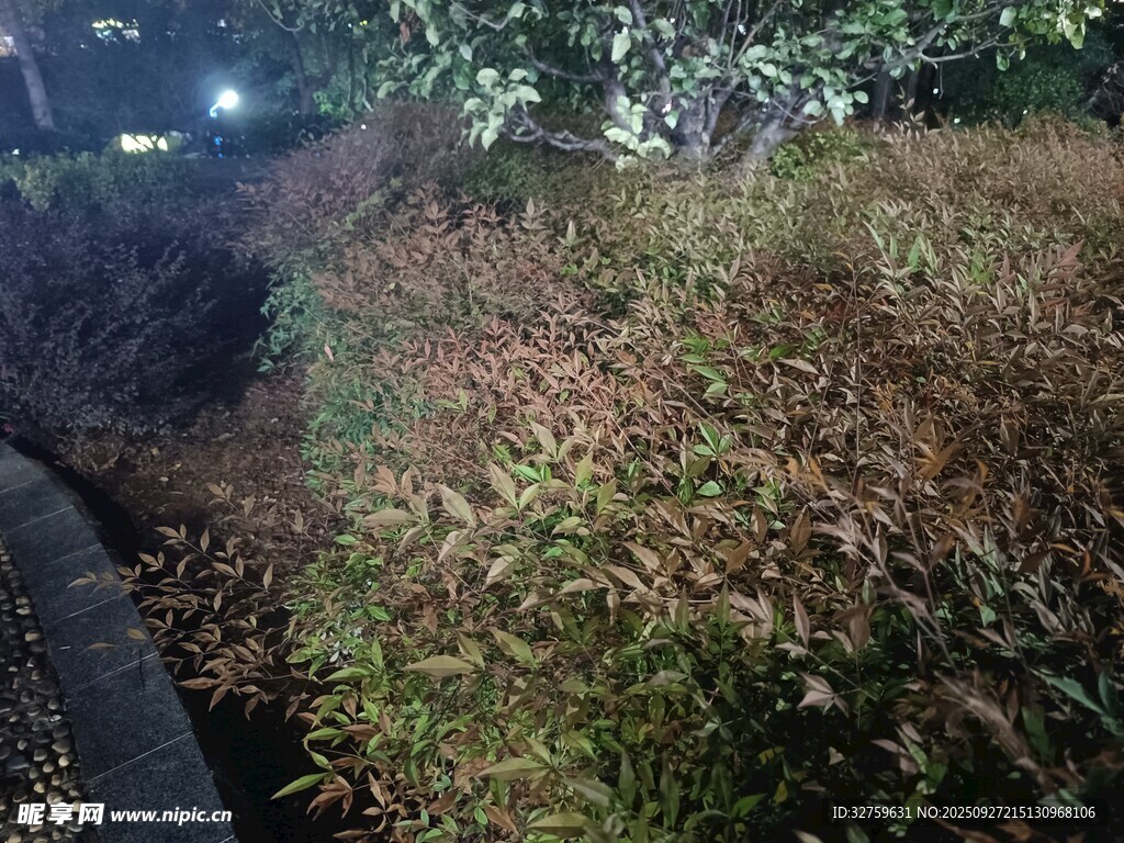 夜晚路邊的繁茂植物