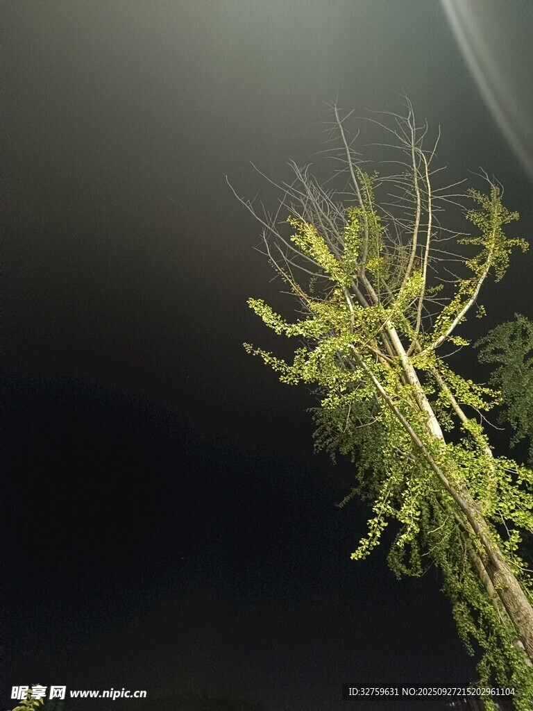 夜間發(fā)光植物特寫
