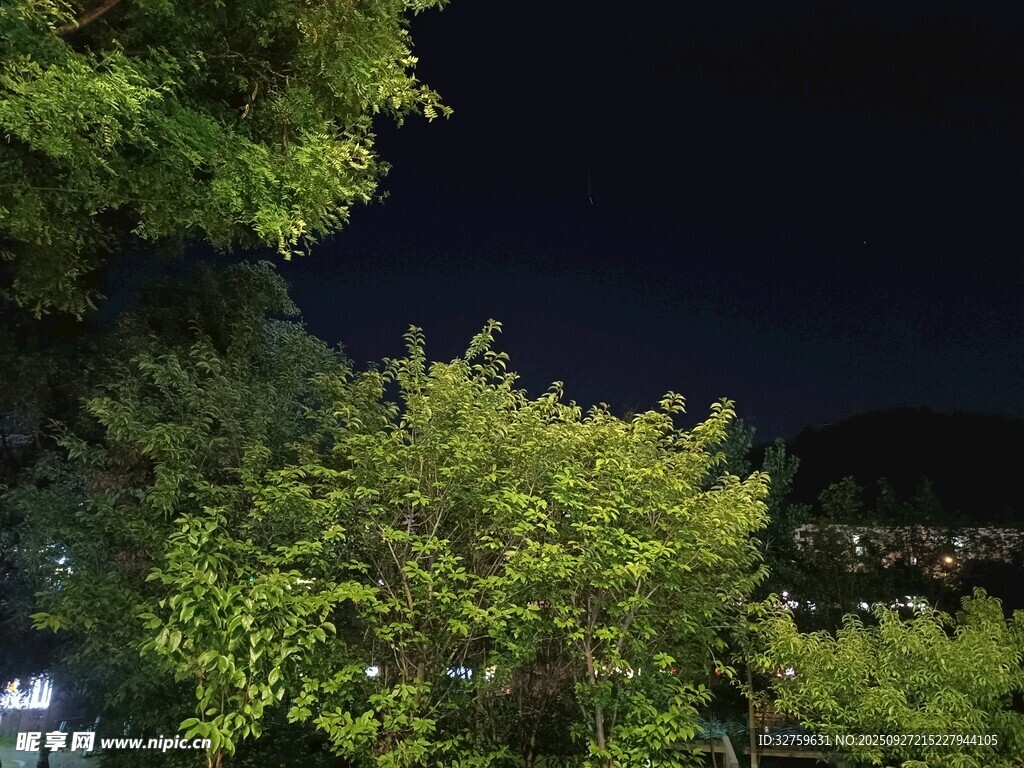 夜晚綠樹(shù)景致