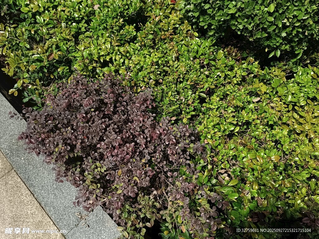 路邊多彩綠植景觀