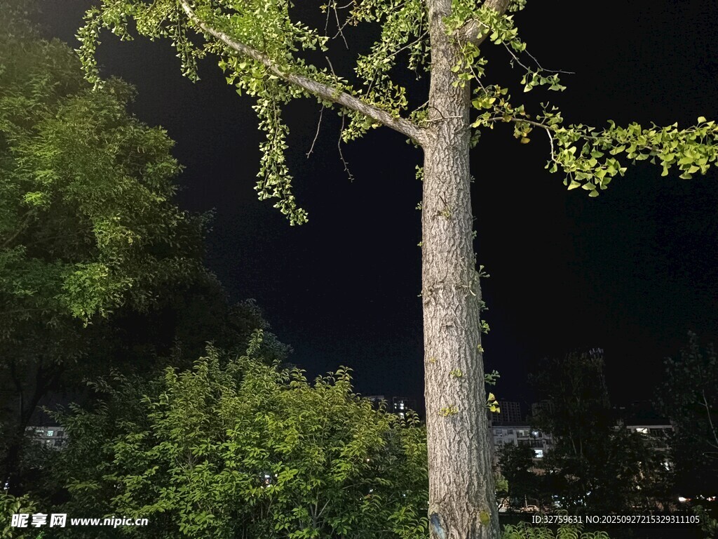 夜晚中的挺拔樹木