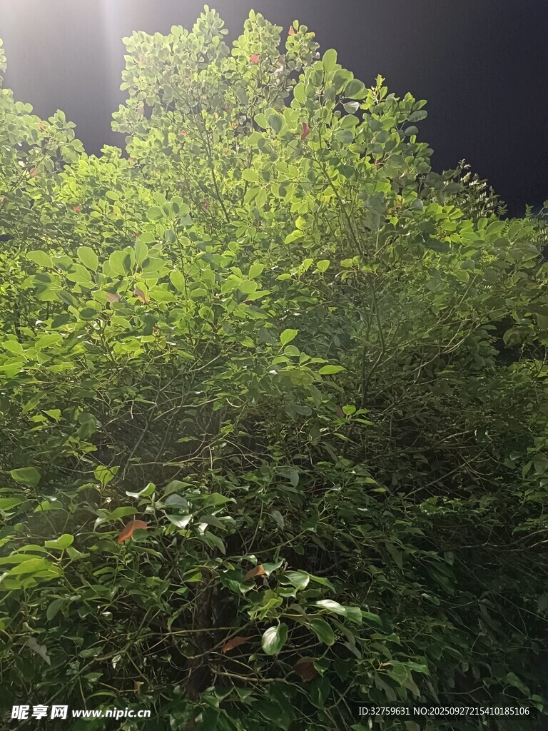 夜晚中的蔥郁綠植