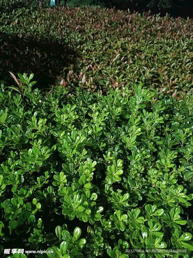 翠綠灌木叢景觀