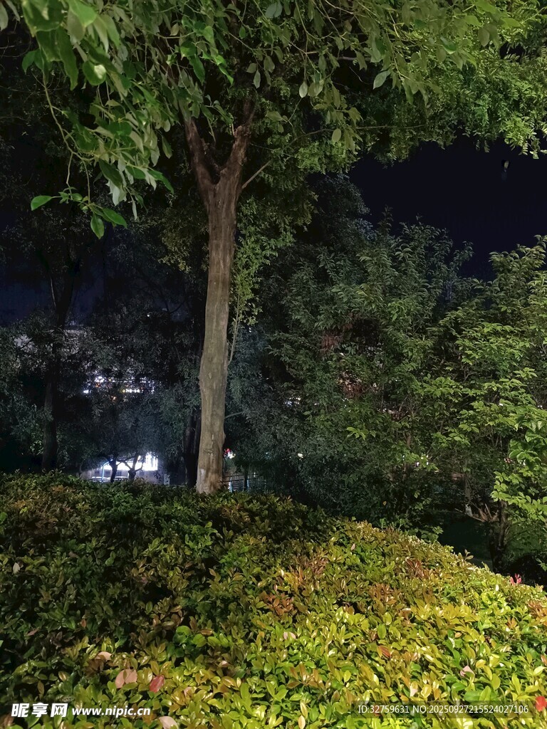 夜晚樹(shù)下的靜謐綠植景觀