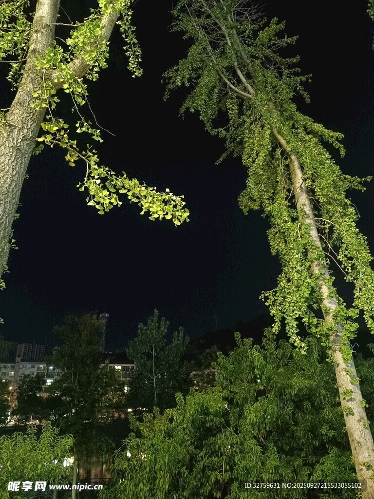 夜晚繁茂樹(shù)木垂下的綠枝