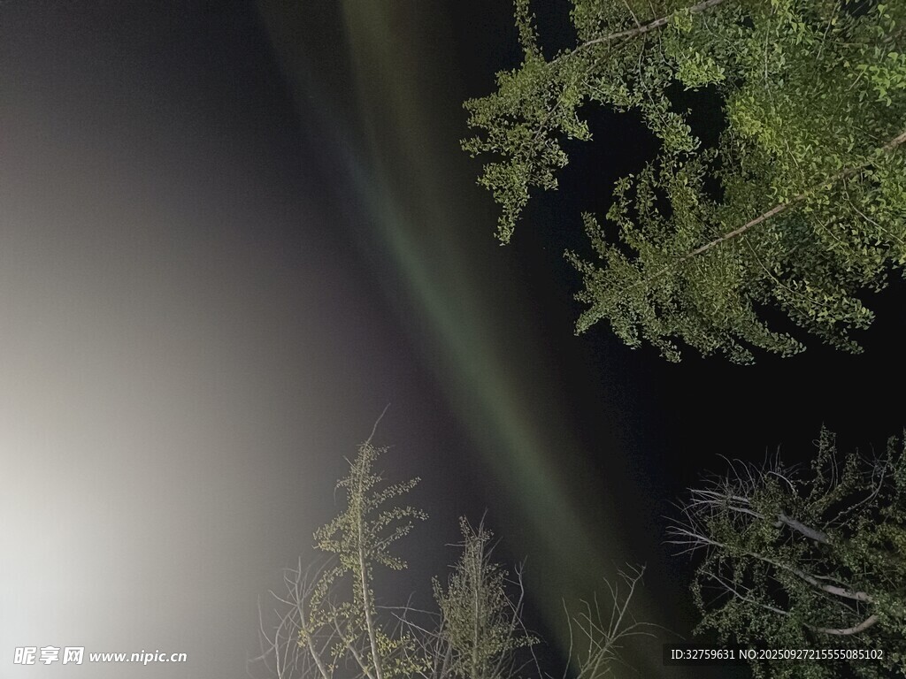 夜空下的樹木與極光
