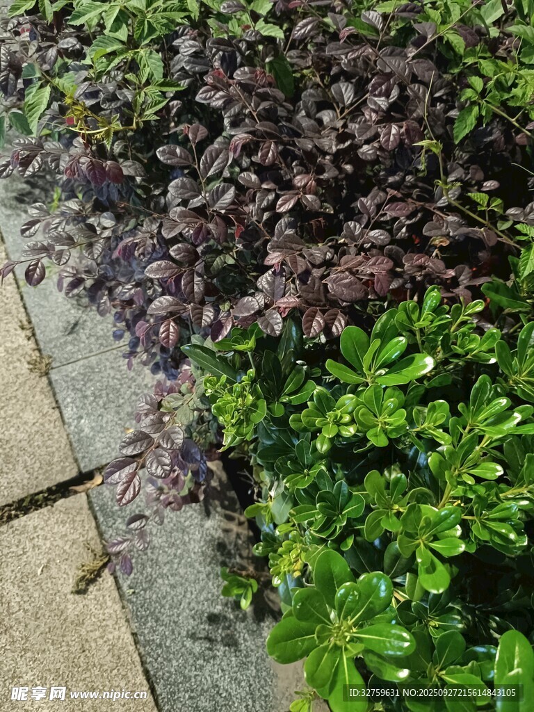 紫綠相間的地面植物景觀