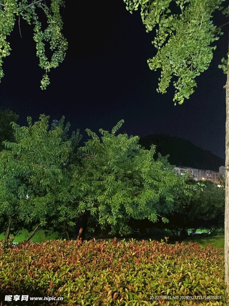 夜晚綠植景觀