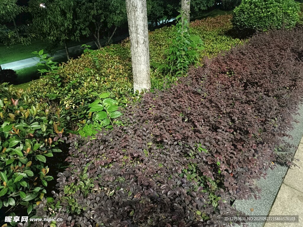 紫葉灌木綠化帶景觀