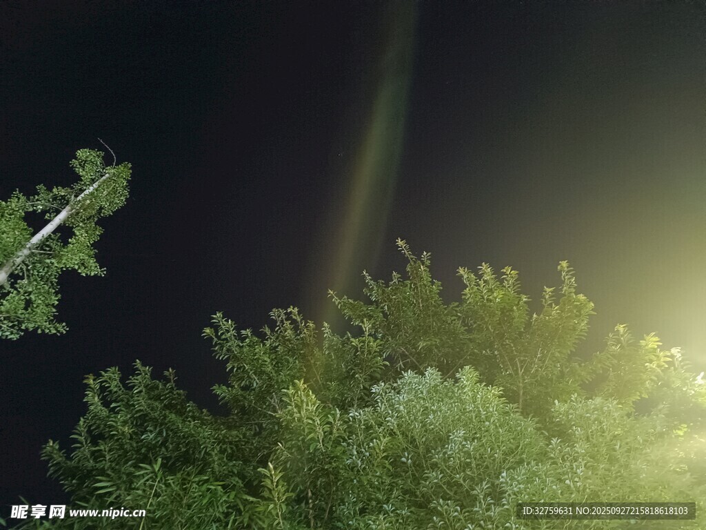 夜空中的樹梢與神秘光線