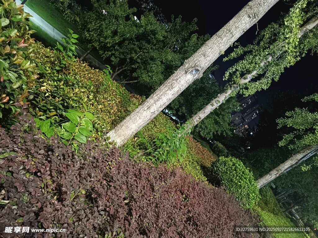 夜間綠植景觀