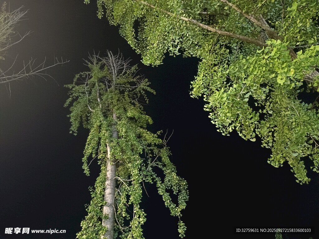 夜間垂掛綠植的樹(shù)木景觀