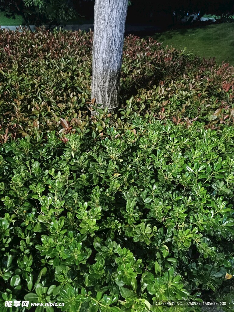 樹下繁茂綠植景觀