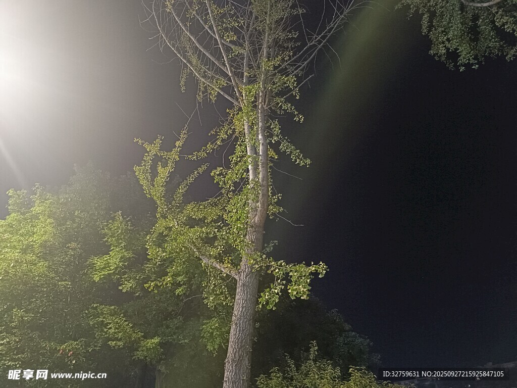 夜中孤樹 