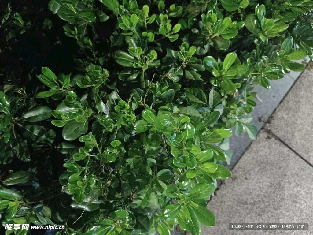 綠葉繁茂的灌木叢