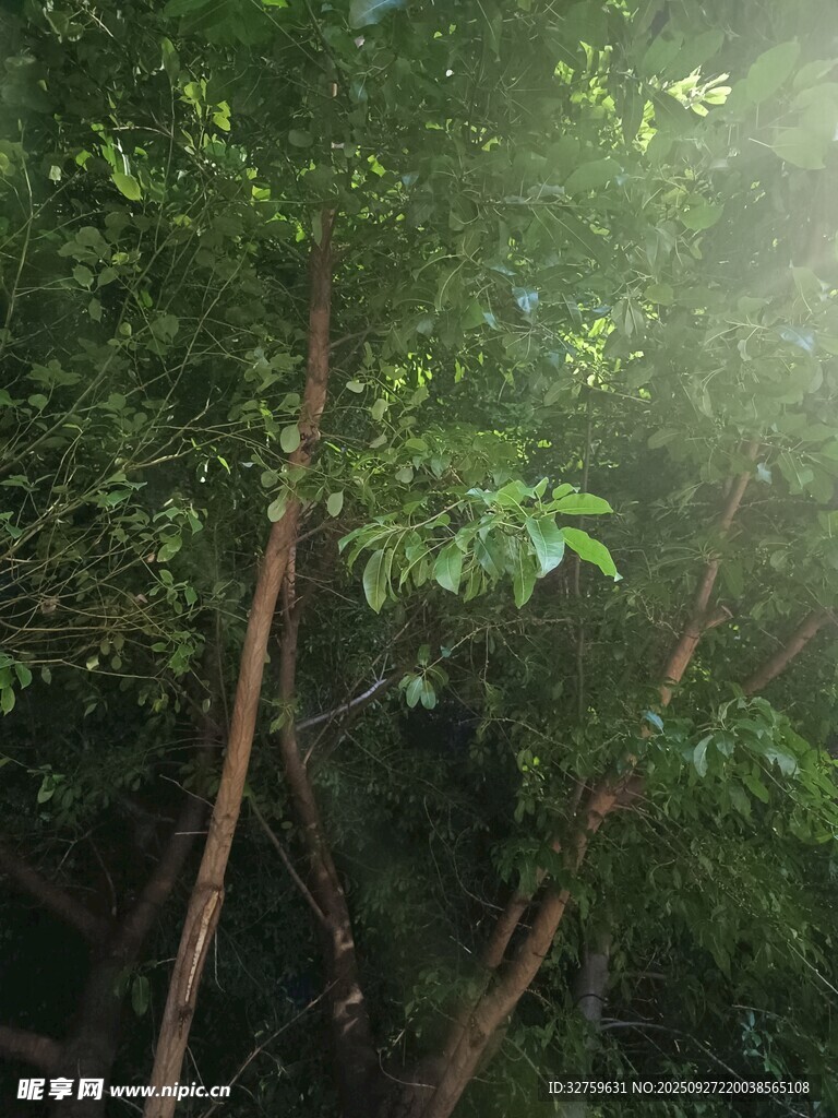 陽(yáng)光灑落茂密綠植間