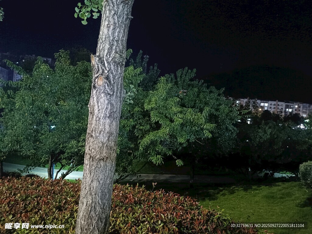 夜晚樹下的靜謐景致