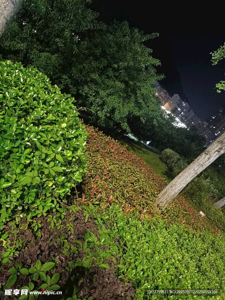 夜晚綠植景觀