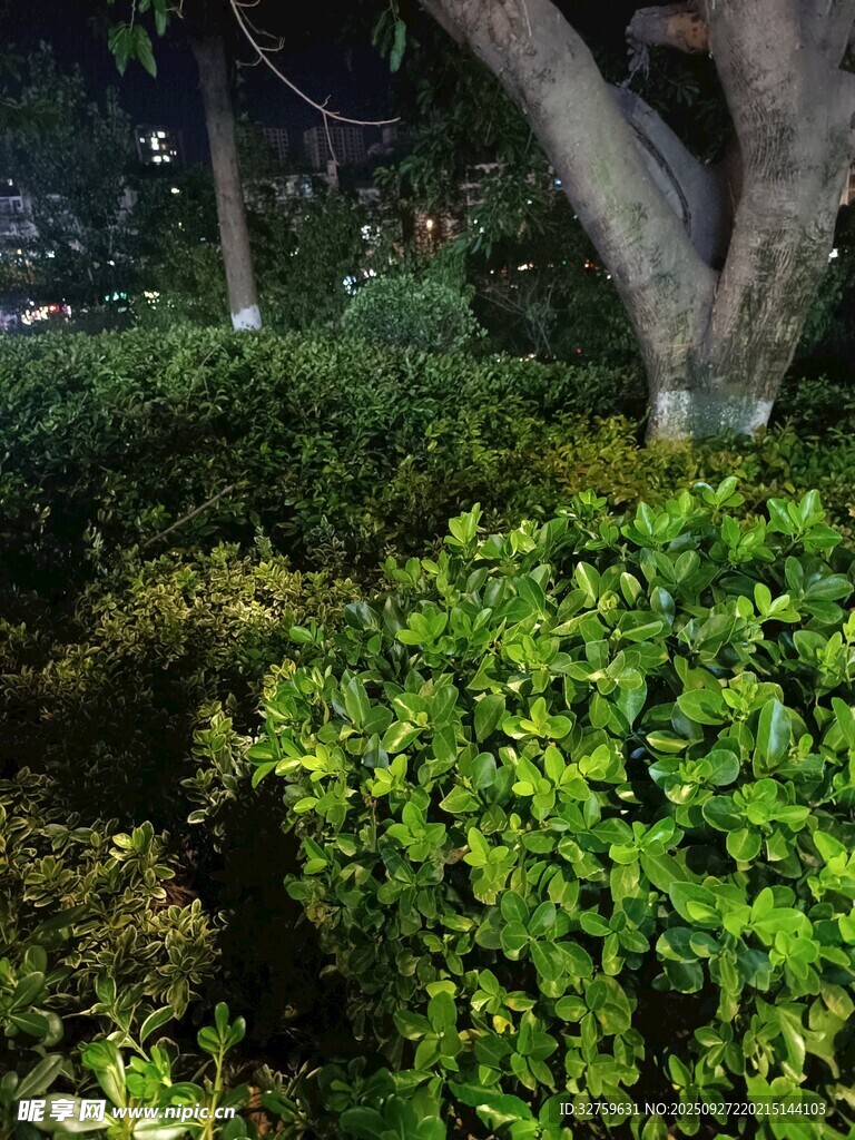 夜晚下的綠植與樹木