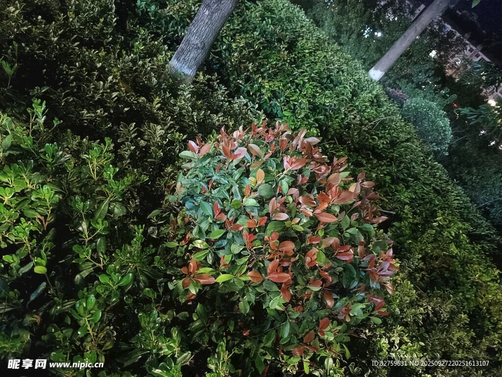 綠葉叢中的紅色植物