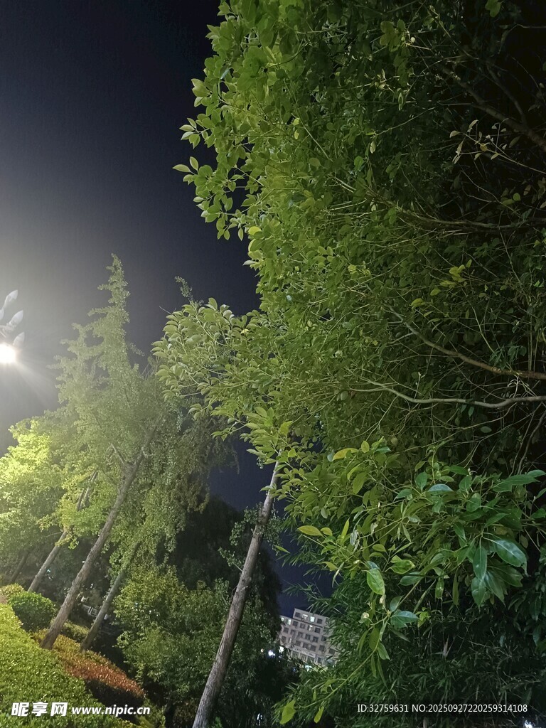 夜晚林間路燈下的蔥郁樹(shù)木