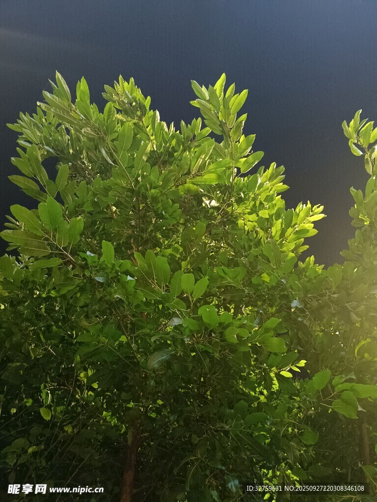 陽(yáng)光照耀下的蔥郁綠樹(shù)