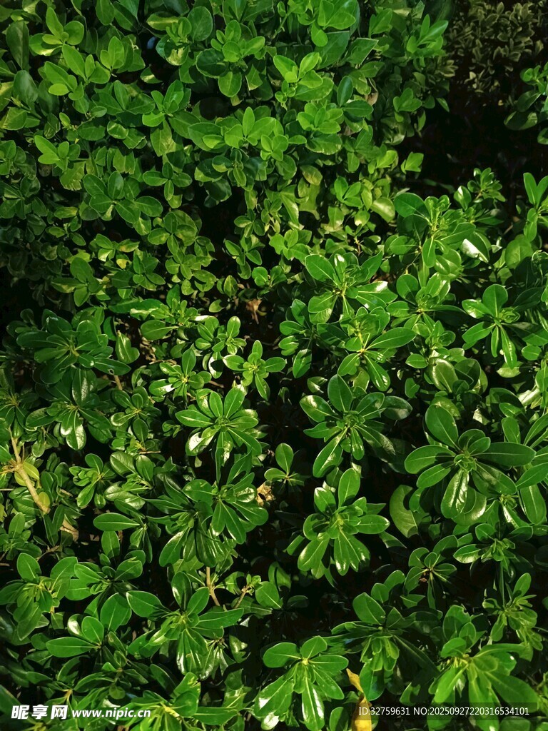 翠綠繁茂的水生植物