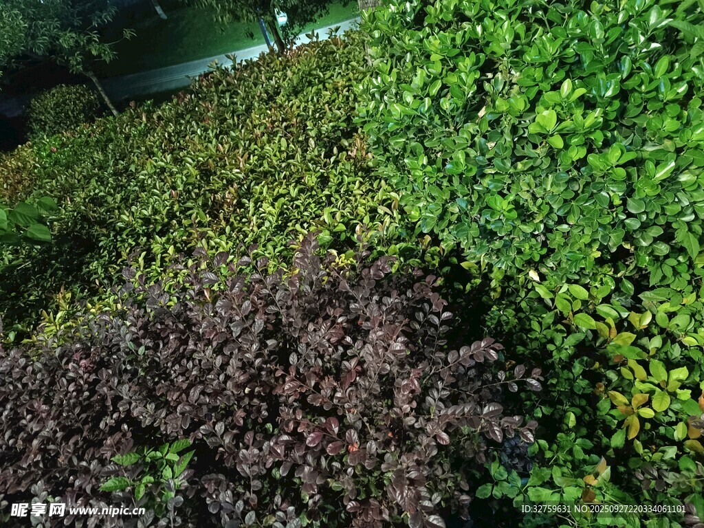 多彩綠植景觀