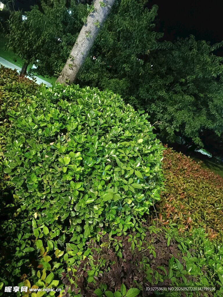 綠意盎然的灌木景觀