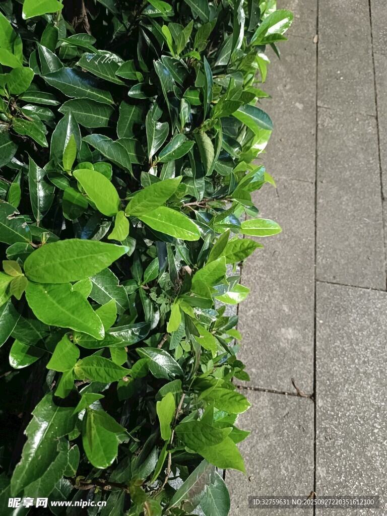 綠葉繁茂的路邊綠植
