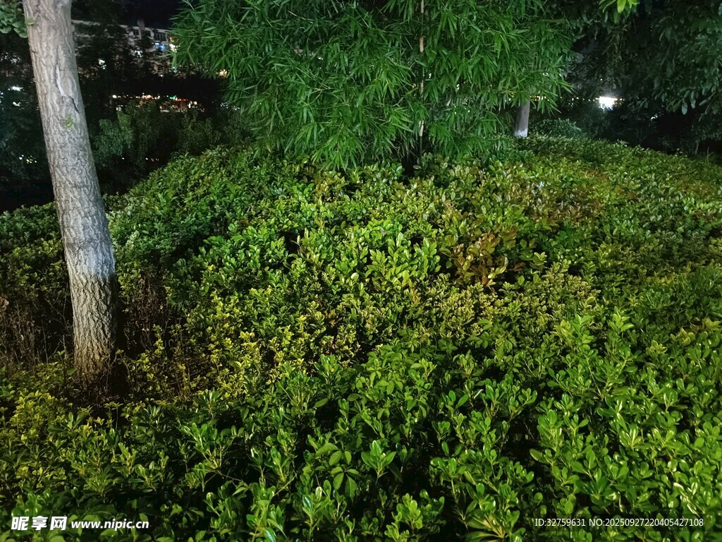 夜晚下的茂盛綠植