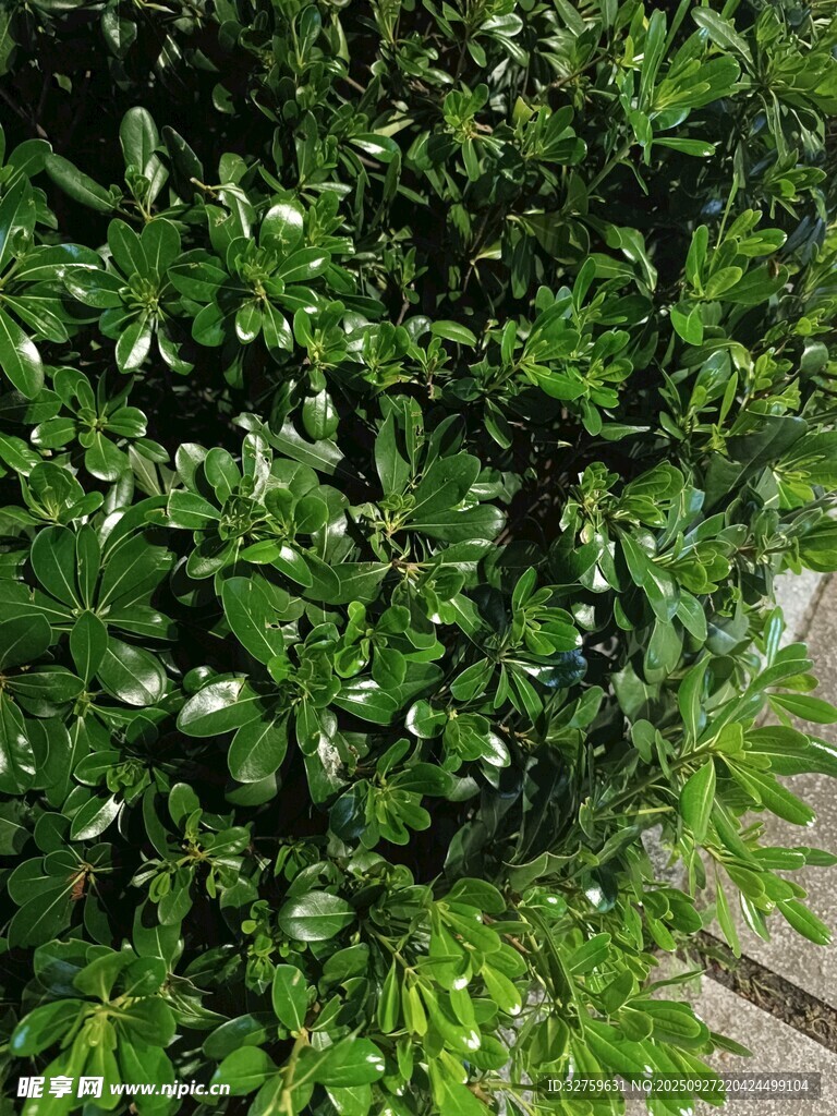 翠綠繁茂的灌木叢