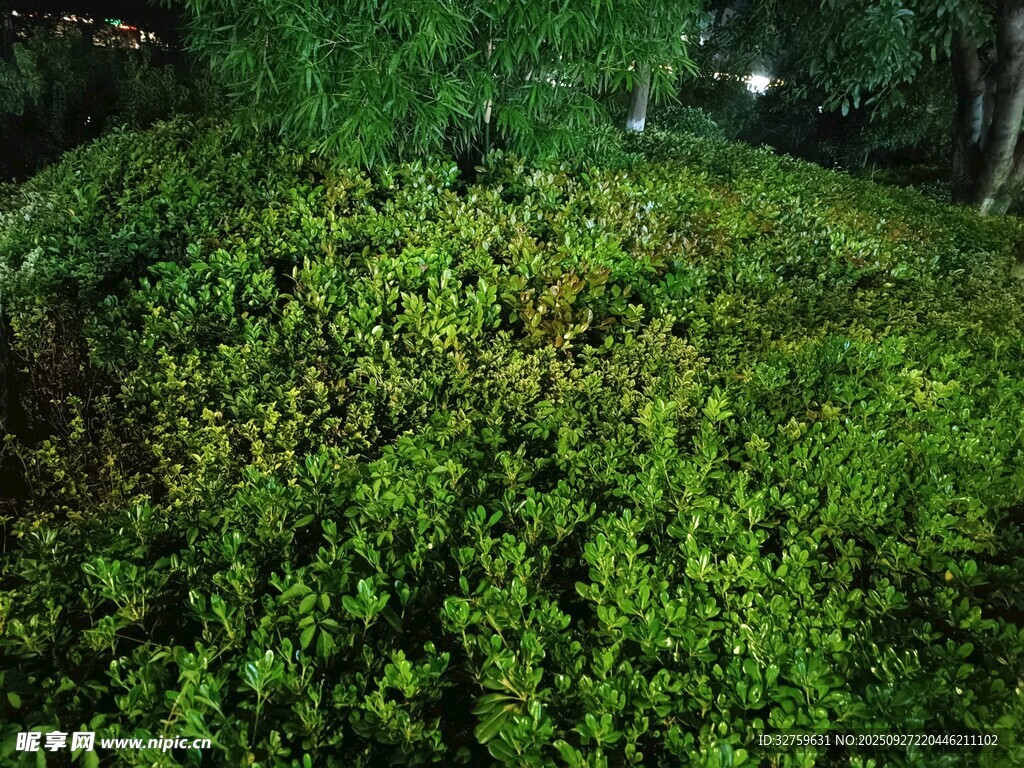 夜晚中的蔥郁綠植