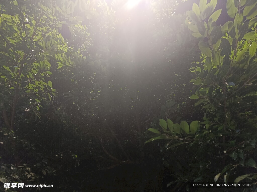 林間陽(yáng)光穿透茂密綠植