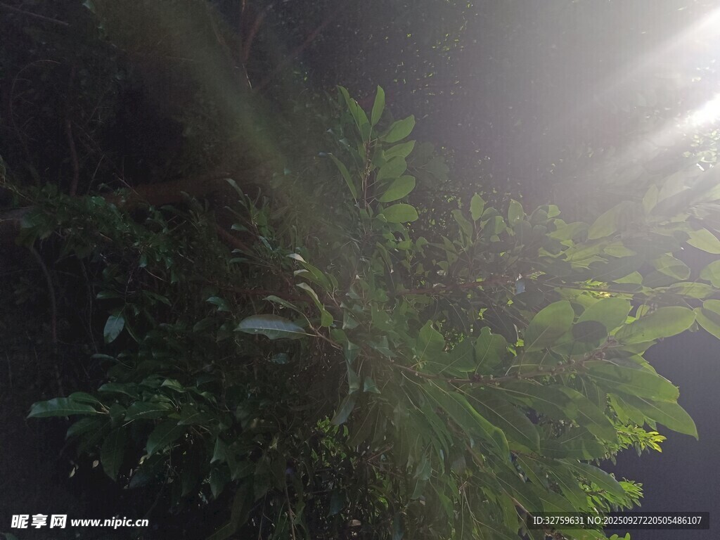 林間晨光下的蔥郁綠植