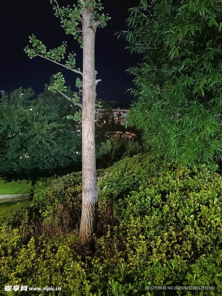 夜晚中的綠植與樹木