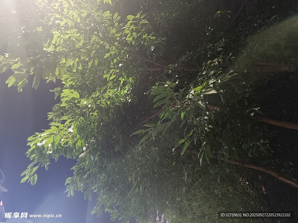 陽光透過枝葉的自然美景