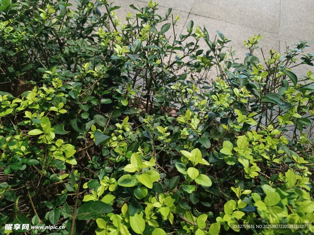 綠葉繁茂的灌木叢