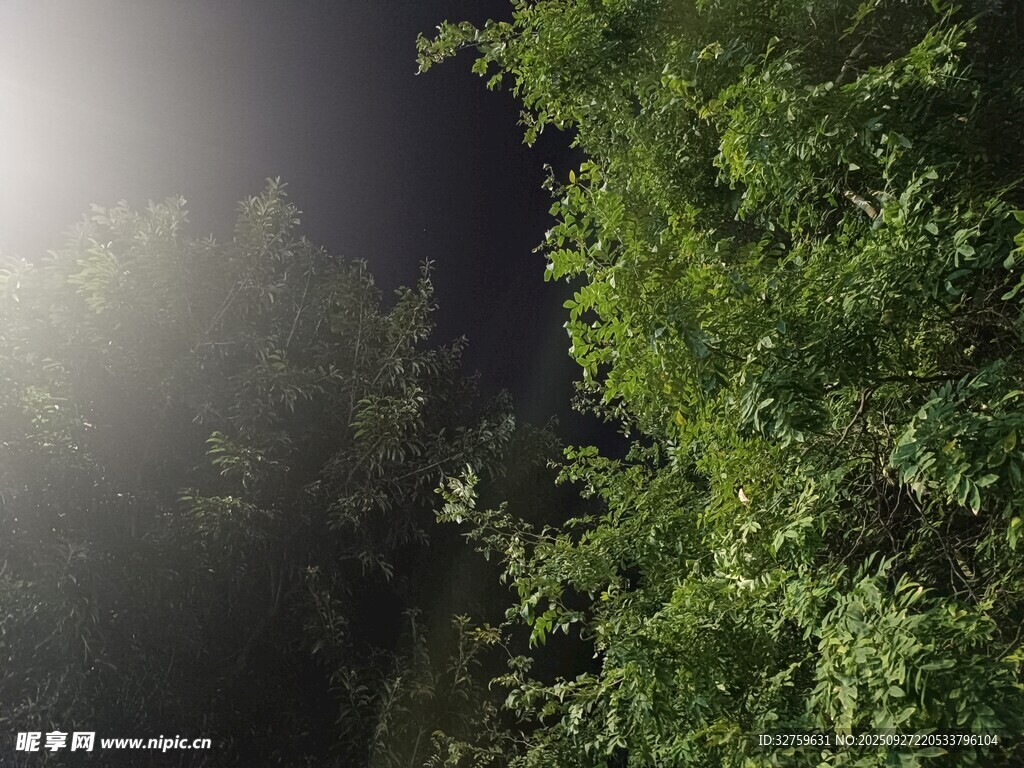夜中樹林的光影景致