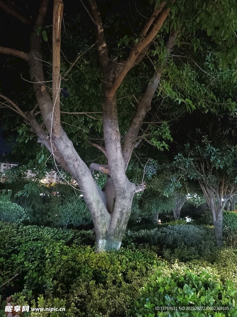 夜色中繁茂樹(shù)木與綠植