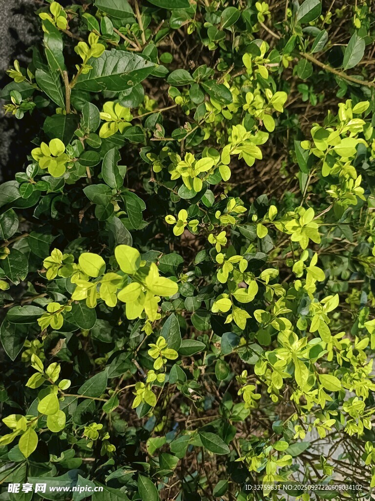 嫩綠葉片繁茂的植物