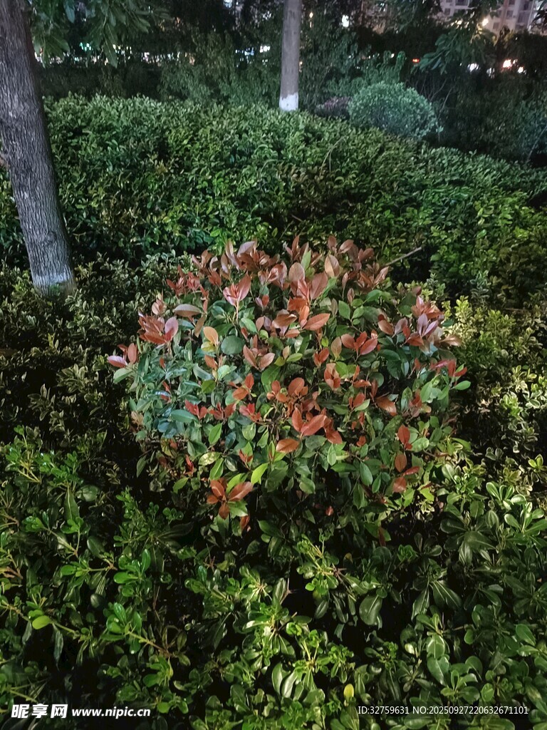 多彩灌木叢景觀