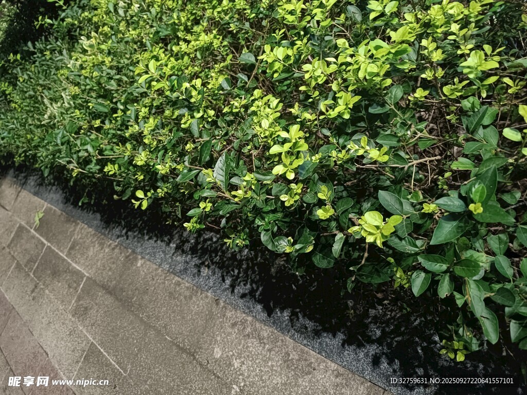 路邊翠綠繁茂的灌木叢